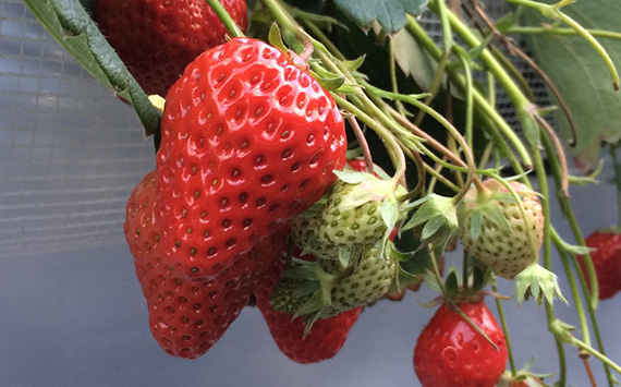 奧草莓農園