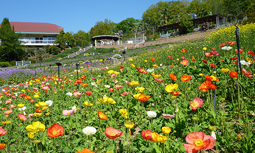 Wakayama Prefectural Botanical Park Ryokka Center