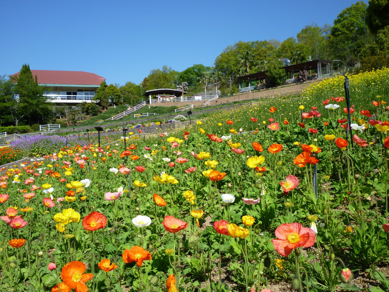 和歌山県植物公園緑花センター 和歌山の観光スポット情報ならわかてく