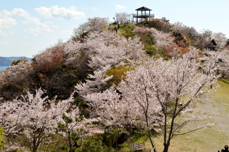 ＜和歌山市＞高津子山を桜の山に