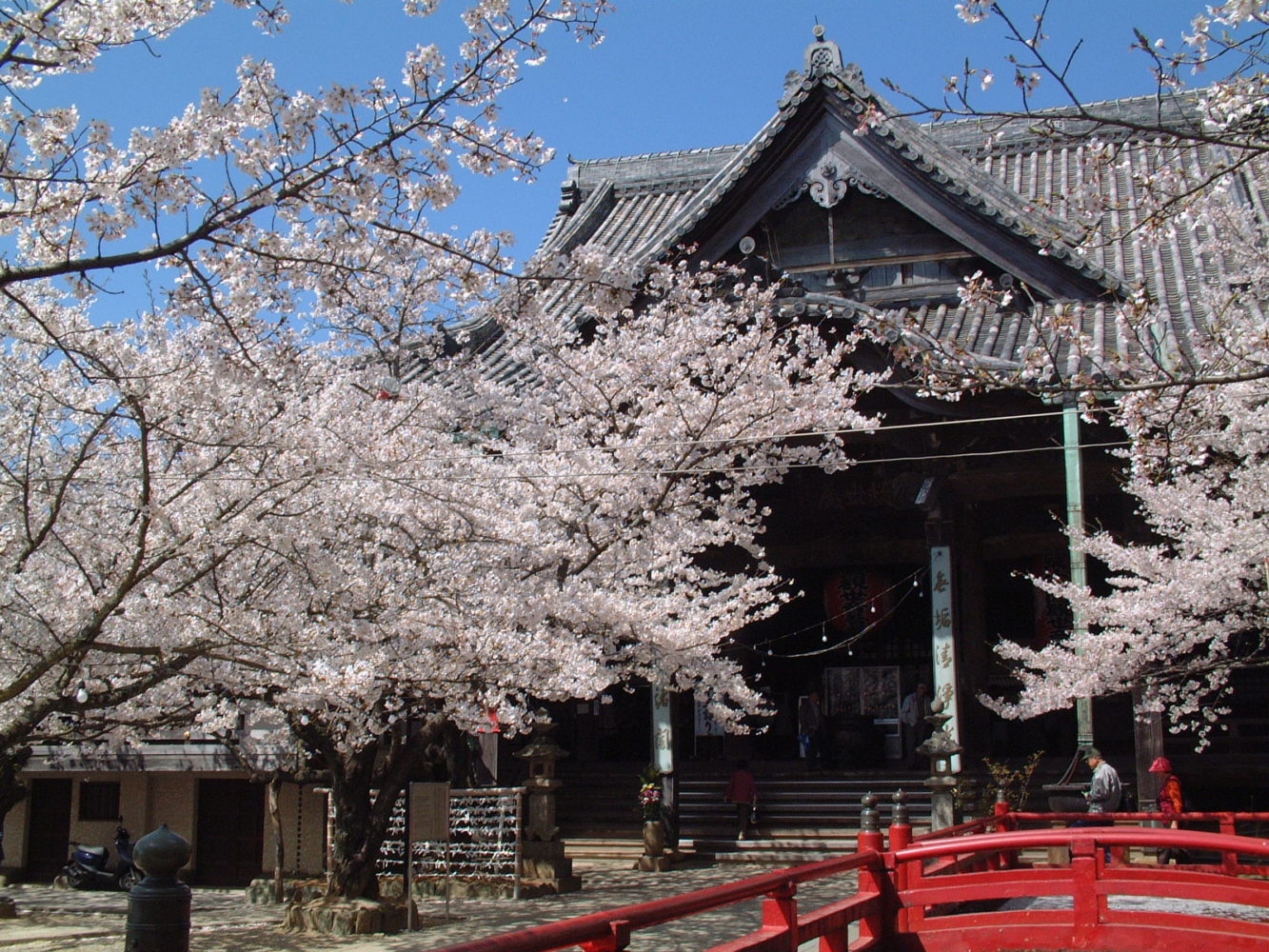 ＜和歌山市＞桜祭り（紀三井寺）