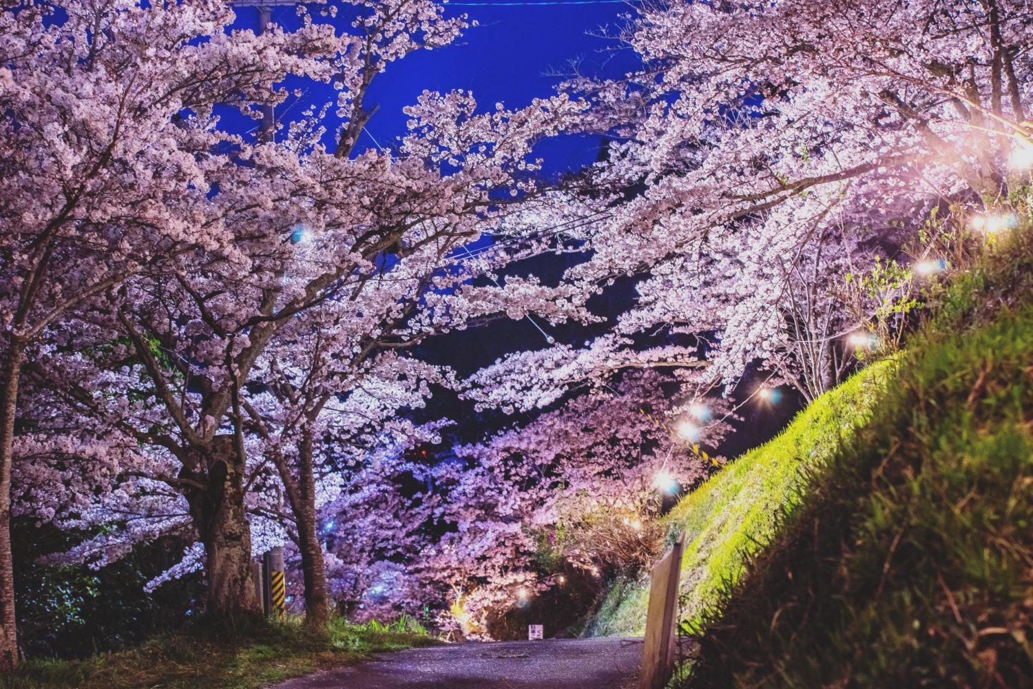 令和４年橋本市高野口公園桜ウィーク開催！